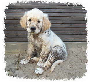 Aleon "Leo" von der Velsener Mark 8 Wochen