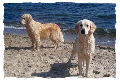 Bijou und Baika in D�nemark (Juli 2004)